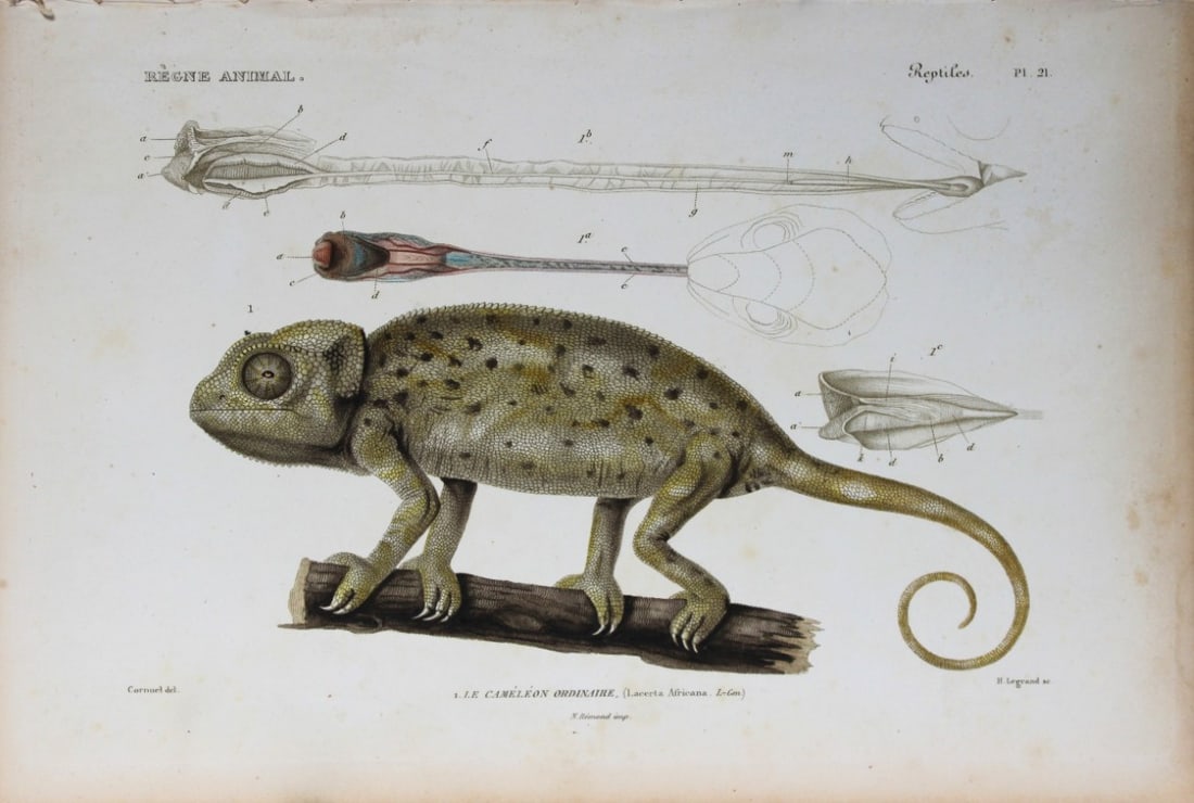 Cuvier - Engraving of the Common Chameleon 1836: This antique engraving is from Le Regne Animal (The Animal Kingdom) by Baron Georges Cuvier. Published by Fortin, Masson et Cie and printed by N Remond, Paris 1836. Artists who contributed to this vol