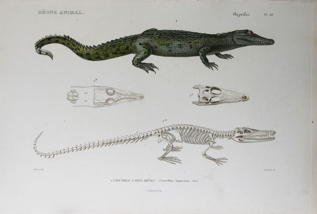 Cuvier - Engraving of Saltwater Crocodile 1836 (1 of 1)