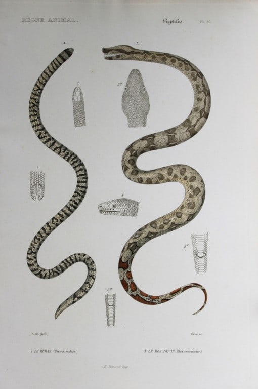 Cuvier - Engraving of Ruban snake and Boa Constrictor 1836 (1 of 1)