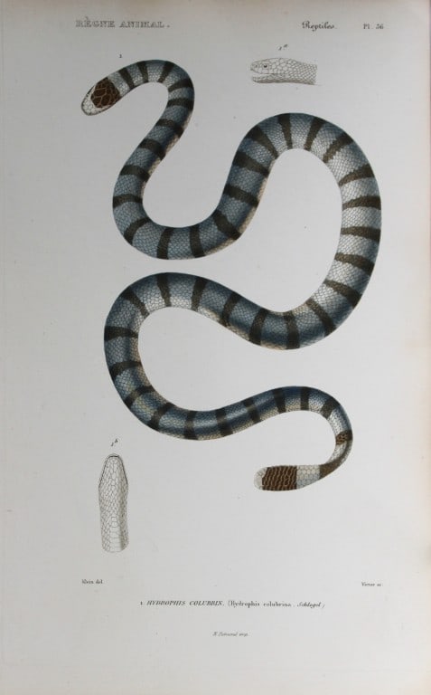 Cuvier - Engraving of the Yellow Lipped Sea Krait 1836: This antique engraving is from Le Regne Animal (The Animal Kingdom) by Baron Georges Cuvier. Published by Fortin, Masson et Cie and printed by N Remond, Paris 1836. Artists who contributed to this vol