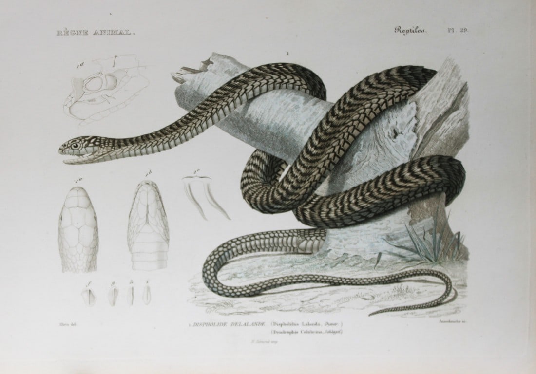 Cuvier - Engraving of a Green Tree snake 1836 (1 of 1)
