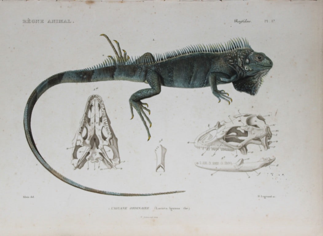 Cuvier - Engraving of Common Iguana 1836 (1 of 1)