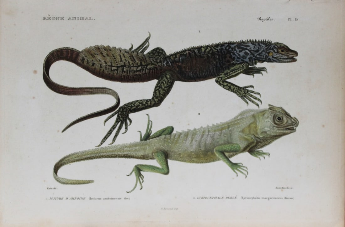Cuvier - Engraving of Hydrosaurus and Hump-nosed Lizard 1836 (1 of 1)