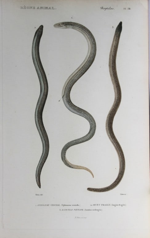Cuvier - Engraving of Skink, Glass Lizard and Slowworm 1836 (1 of 1)