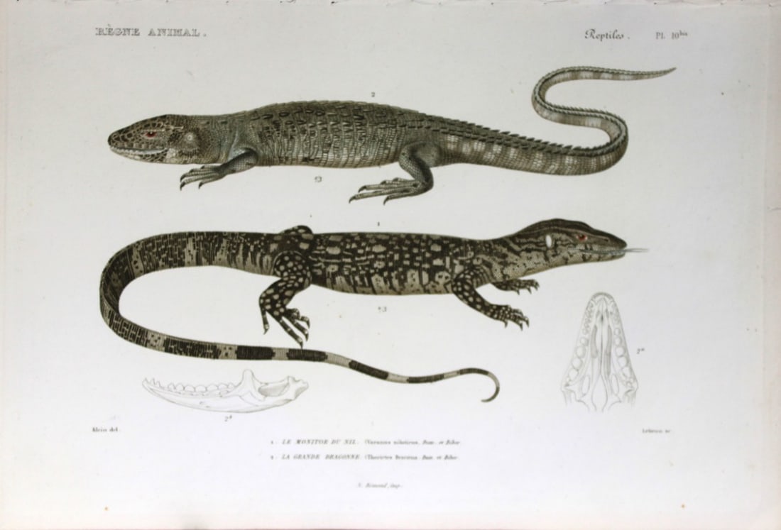 Cuvier - Engraving of Nile Monitor and Grand Dragon 1836: This antique engraving is from Le Regne Animal (The Animal Kingdom) by Baron Georges Cuvier. Published by Fortin, Masson et Cie and printed by N Remond, Paris 1836. Artists who contributed to this vol