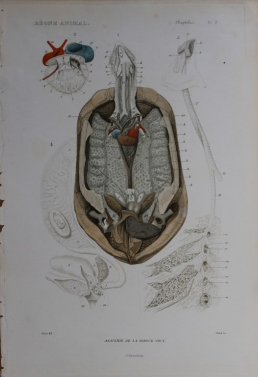 Cuvier - Engraving of Anatomy of the turtle 1836: This antique engraving is from Le Regne Animal (The Animal Kingdom) by Baron Georges Cuvier. Published by Fortin, Masson et Cie and printed by N Remond, Paris 1836. Artists who contributed to this vol