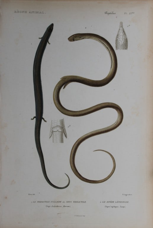 Cuvier - Engraving of Seps lizard and Worm lizard 1836 (1 of 1)