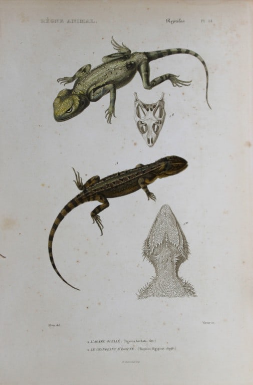 Cuvier - Engraving of Eastern Bearded Dragon and Egyptian lizard 1836 (1 of 1)