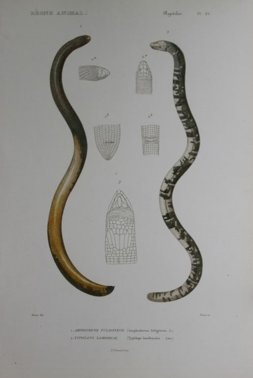 Cuvier - Engraving of Black and White Worm lizard and Warthworm Blindsnake 1836 (1 of 1)