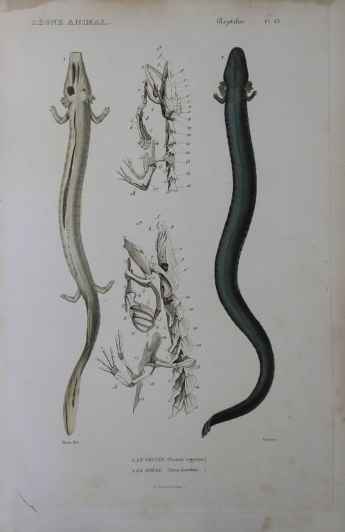 Cuvier - Engraving of Cave Salamander and Great Siren 1836 (1 of 1)