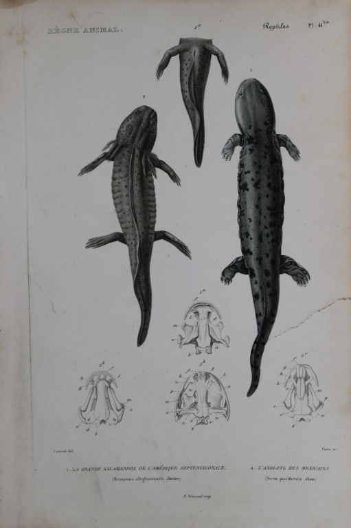 Cuvier - Engraving of Spotted Salamander and Mexican Axolotl 1836: This antique engraving is from Le Regne Animal (The Animal Kingdom) by Baron Georges Cuvier. Published by Fortin, Masson et Cie and printed by N Remond, Paris 1836. Artists who contributed to this vol
