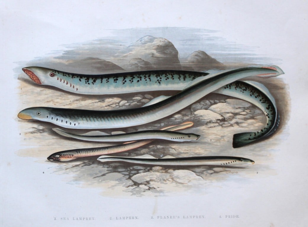 Rev. Houghton - Lampreys 1895: This print is from British Fresh-Water Fishes by the Rev. William Houghton. Printed by Benjamin Fawcett and published by William MacKenzie of London in 1895. Original 129 year old hand-coloured wood e