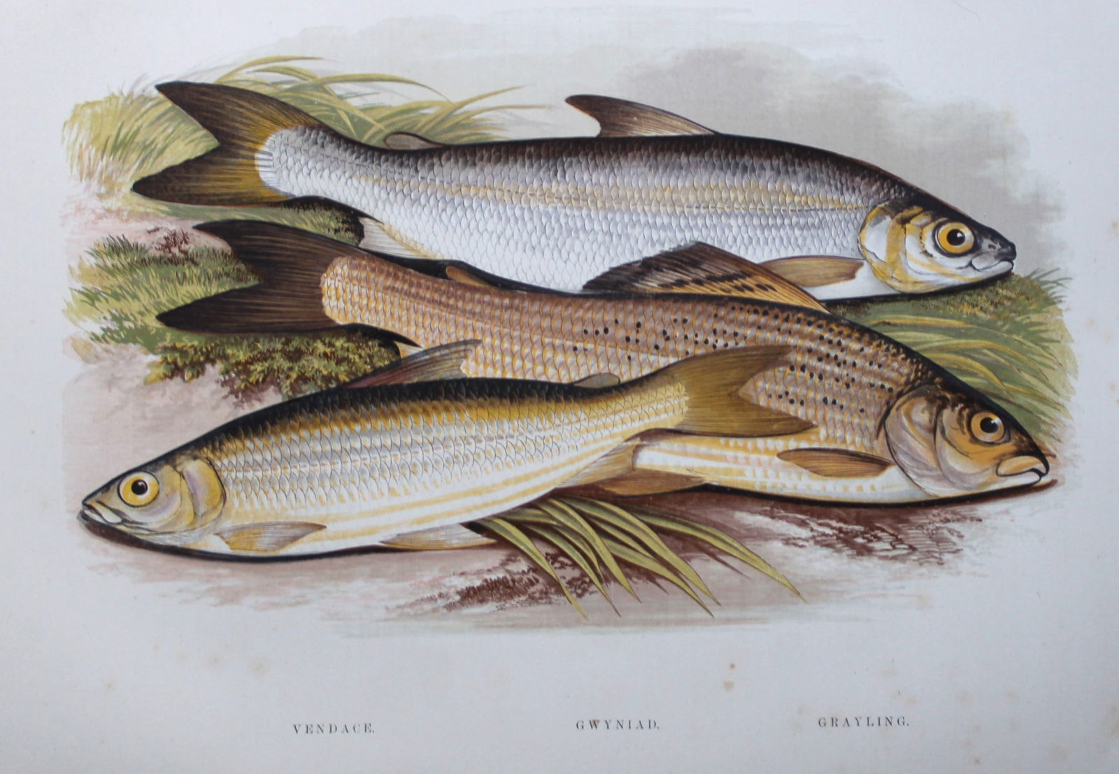 Rev. Houghton - Vendace, Gwyniad and Grayling 1895 (1 of 2)