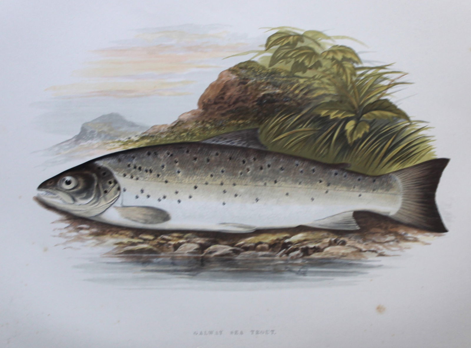 Rev. Houghton - Galway Sea Trout 1895 (1 of 2)