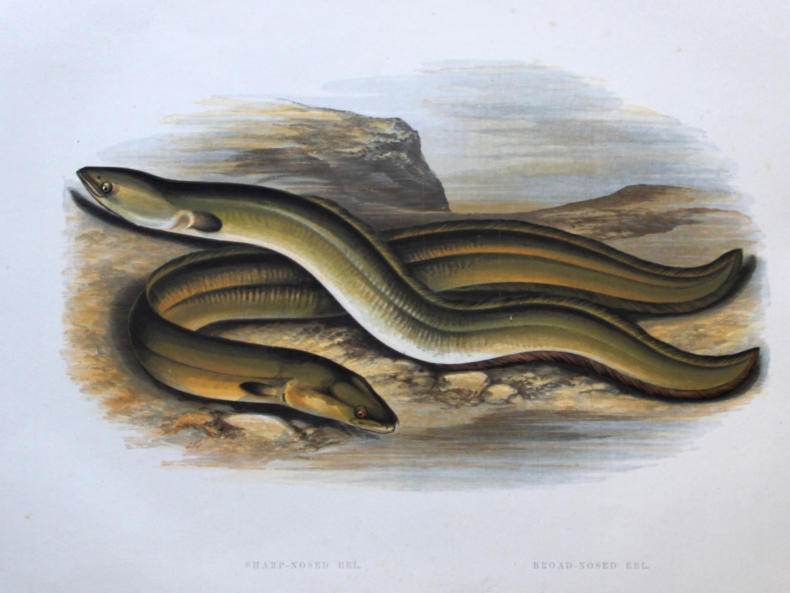 Rev. Houghton - Sharp-nosed Eel and Broad-nosed Eel 1895: This print is from British Fresh-Water Fishes by the Rev. William Houghton. Printed by Benjamin Fawcett and published by William MacKenzie of London in 1895. Original 129 year old hand-coloured wood e