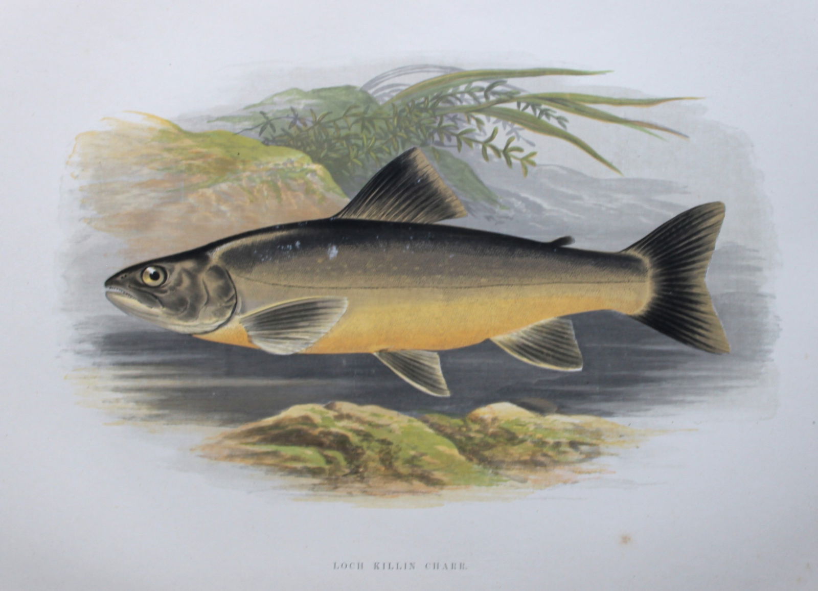 Rev. Houghton - Loch Killin Charr 1895 (1 of 2)