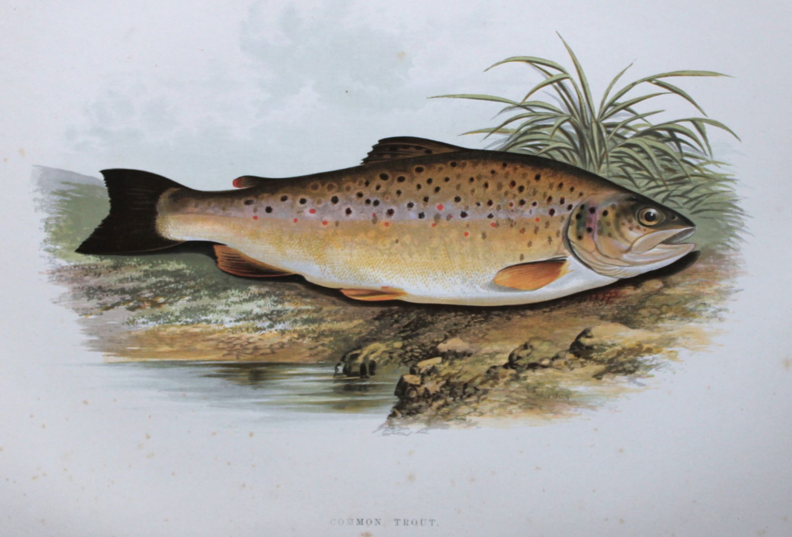Rev. Houghton - Common Trout 1895 (1 of 2)