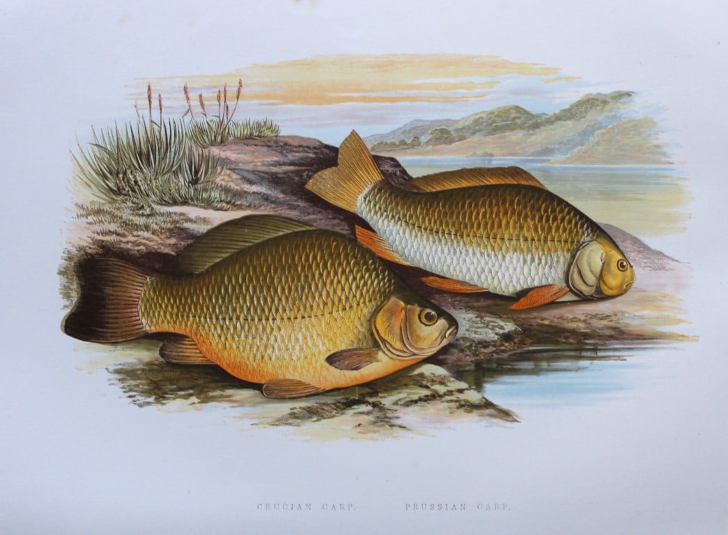 Rev. Houghton - Crucian Carp and Prussian Carp 1895 (1 of 2)