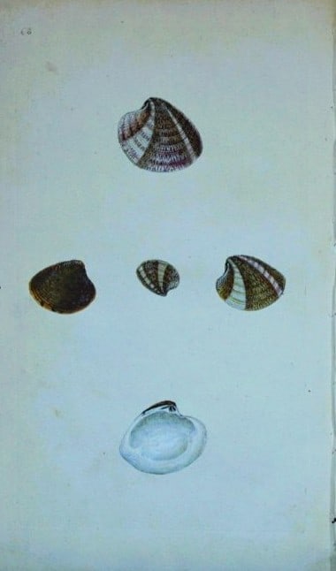 Edward Donovan - Hand-coloured engraving of shells 1800 (1 of 1)