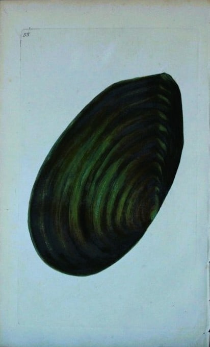 Edward Donovan - Hand-coloured engraving of shells 1800: This beautiful hand-coloured engraving is from The Natural History of British Shells by Edward Donovan. Printed by F and C Rivington, London 1800. These prints are prized for their artistry and compos