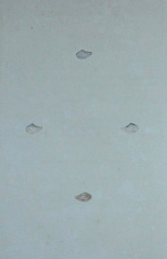 Edward Donovan - Hand-coloured engraving of shells 1800: This beautiful hand-coloured engraving is from The Natural History of British Shells by Edward Donovan. Printed by F and C Rivington, London 1800. These prints are prized for their artistry and compos