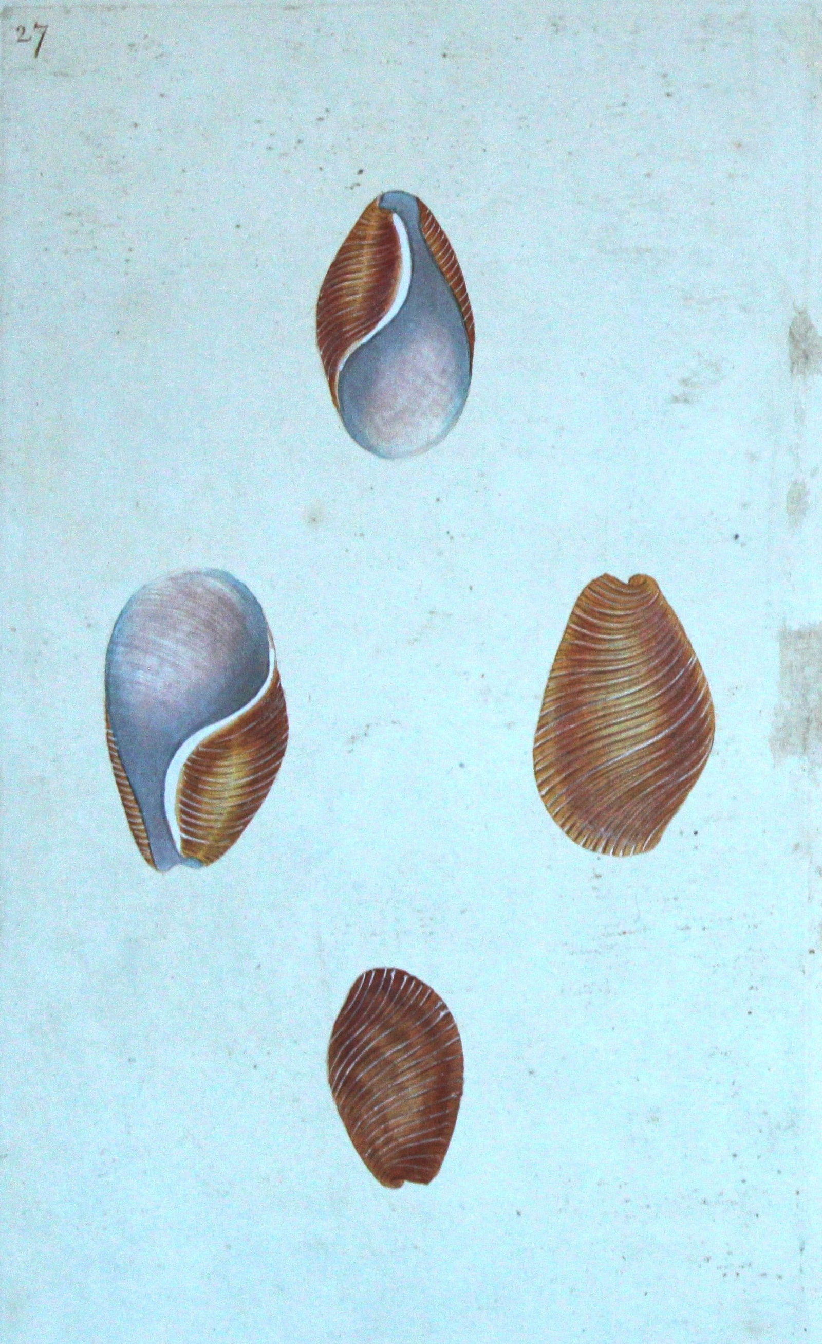 Edward Donovan - Hand-coloured engraving of shells 1800 (1 of 1)
