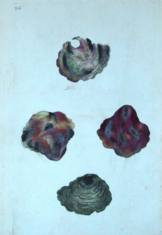 Edward Donovan - Hand-coloured engraving of shells 1800 (1 of 1)
