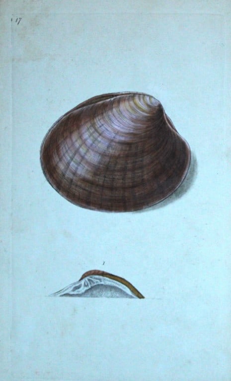 Edward Donovan - Hand-coloured engraving of shells 1800 (1 of 1)
