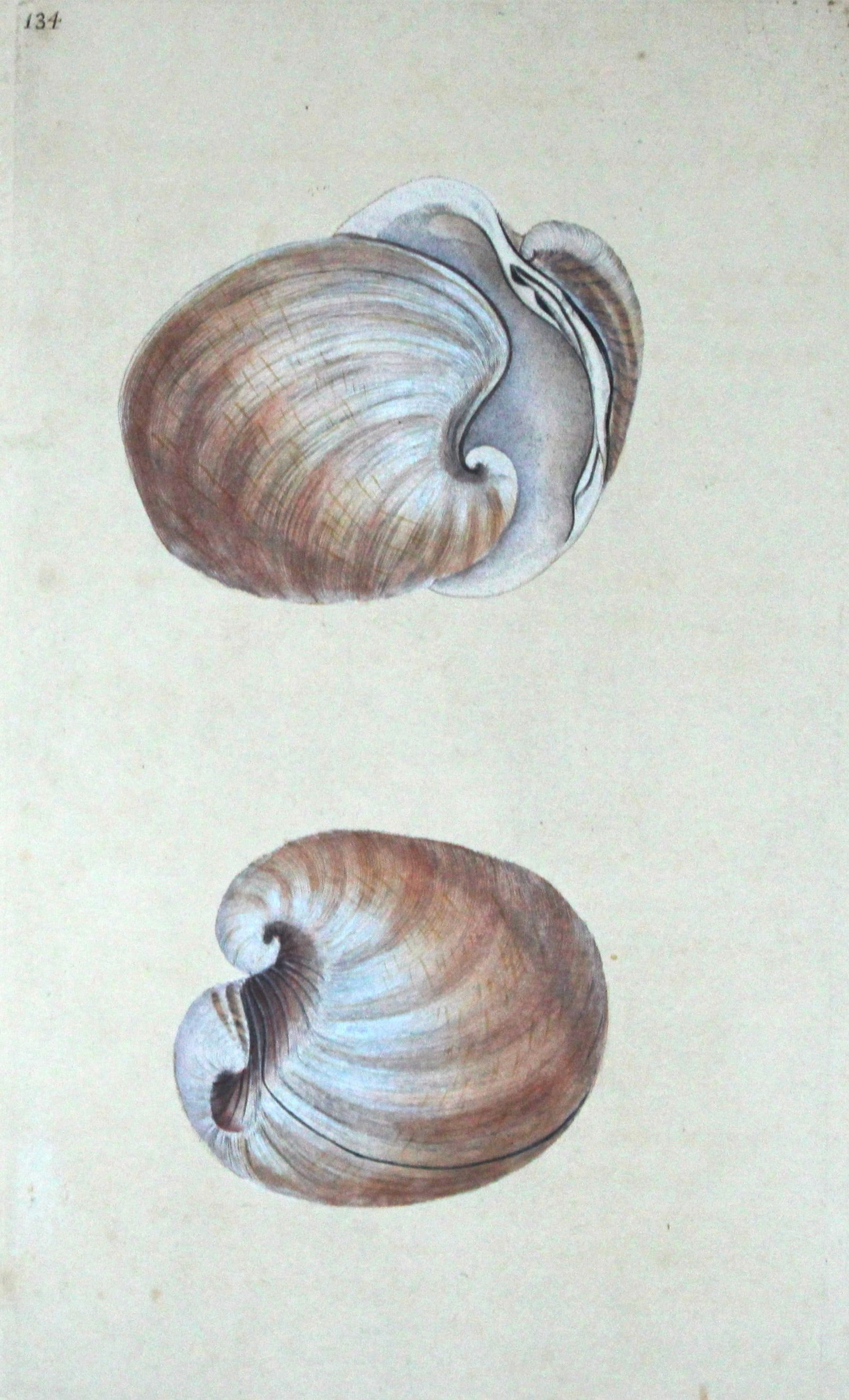 Edward Donovan - Hand-coloured engraving of shells 1800 (1 of 1)