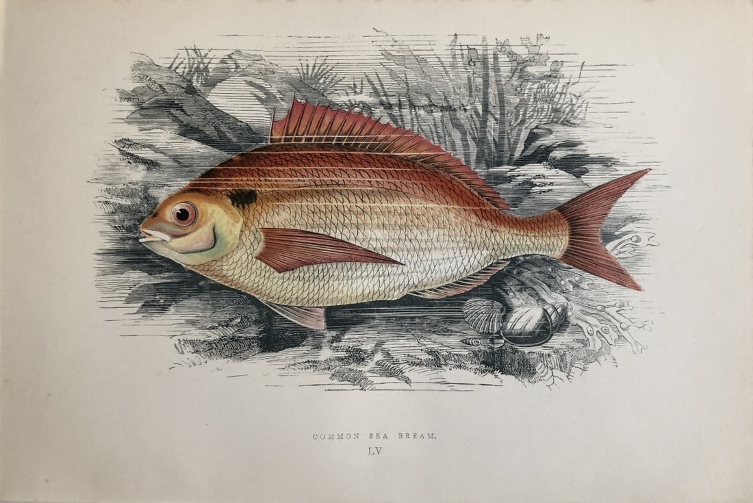 Jonathan Couch - Hand coloured print of the Common Sea Bream 1877: This original antique woodblock hand-coloured print is from History of the Fishes of the British Islands by Jonathan Couch. Published in 1877. This work is regarded as one of the fundamental contribut