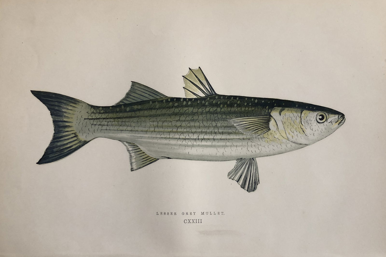 Jonathan Couch - Hand coloured print of the Lesser Grey Mullet 1877: This original antique woodblock hand-coloured print is from History of the Fishes of the British Islands by Jonathan Couch. Published in 1877. This work is regarded as one of the fundamental contribut