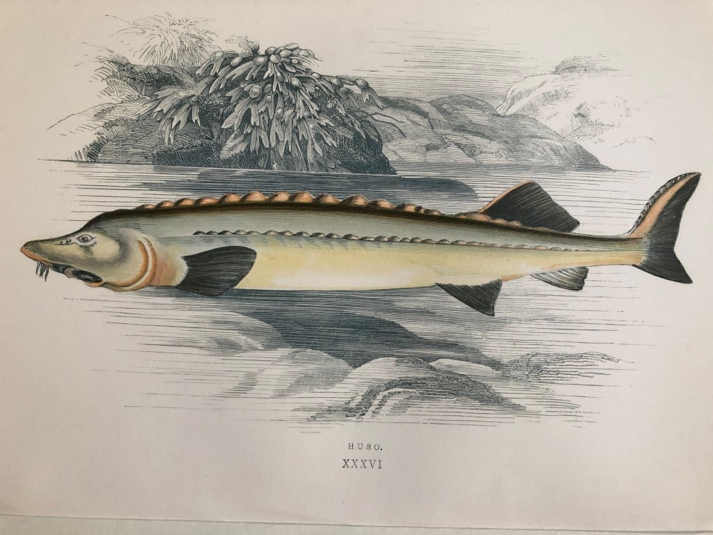 Jonathan Couch - Hand coloured print of the Huso 1877: This original antique woodblock hand-coloured print is from History of the Fishes of the British Islands by Jonathan Couch. Published in 1877. This work is regarded as one of the fundamental contribut