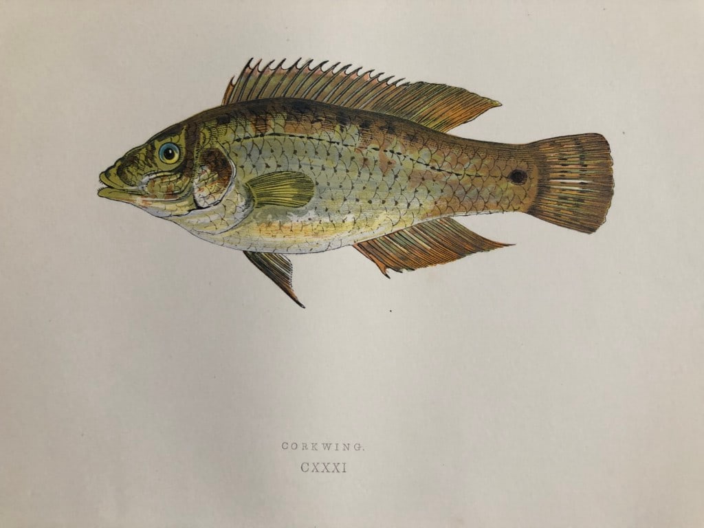 Jonathan Couch - Hand coloured print of the Corkwing 1877: This original antique woodblock hand-coloured print is from History of the Fishes of the British Islands by Jonathan Couch. Published in 1877. This work is regarded as one of the fundamental contribut