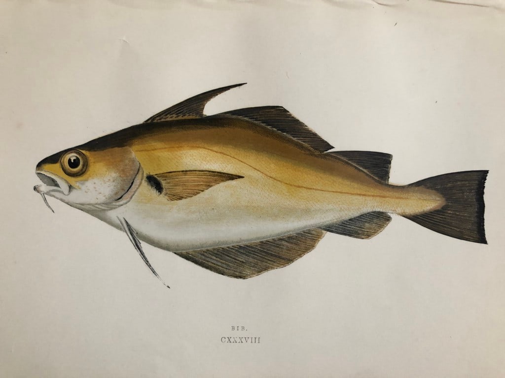 Jonathan Couch - Hand coloured print of the Bib 1877 (1 of 1)