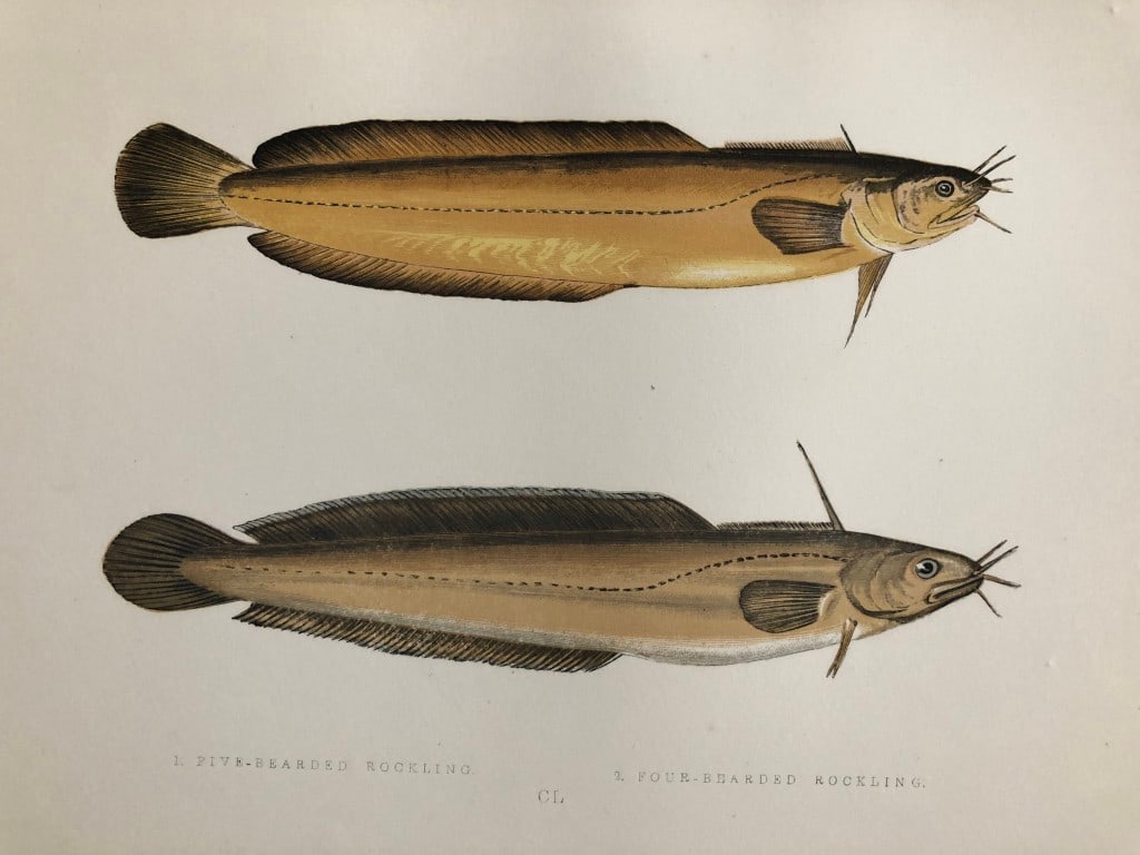 Jonathan Couch - Hand coloured print of Rocklings 1877 (1 of 1)