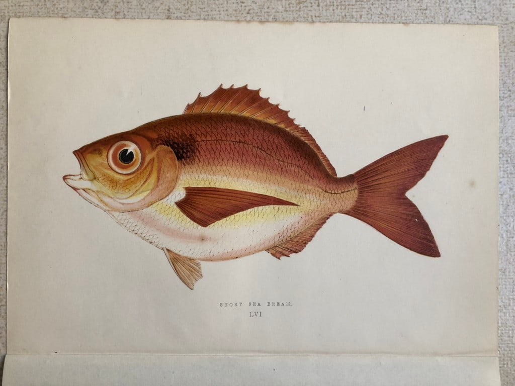 Jonathan Couch - Hand coloured print of the Short Sea Bream 1877 (1 of 1)