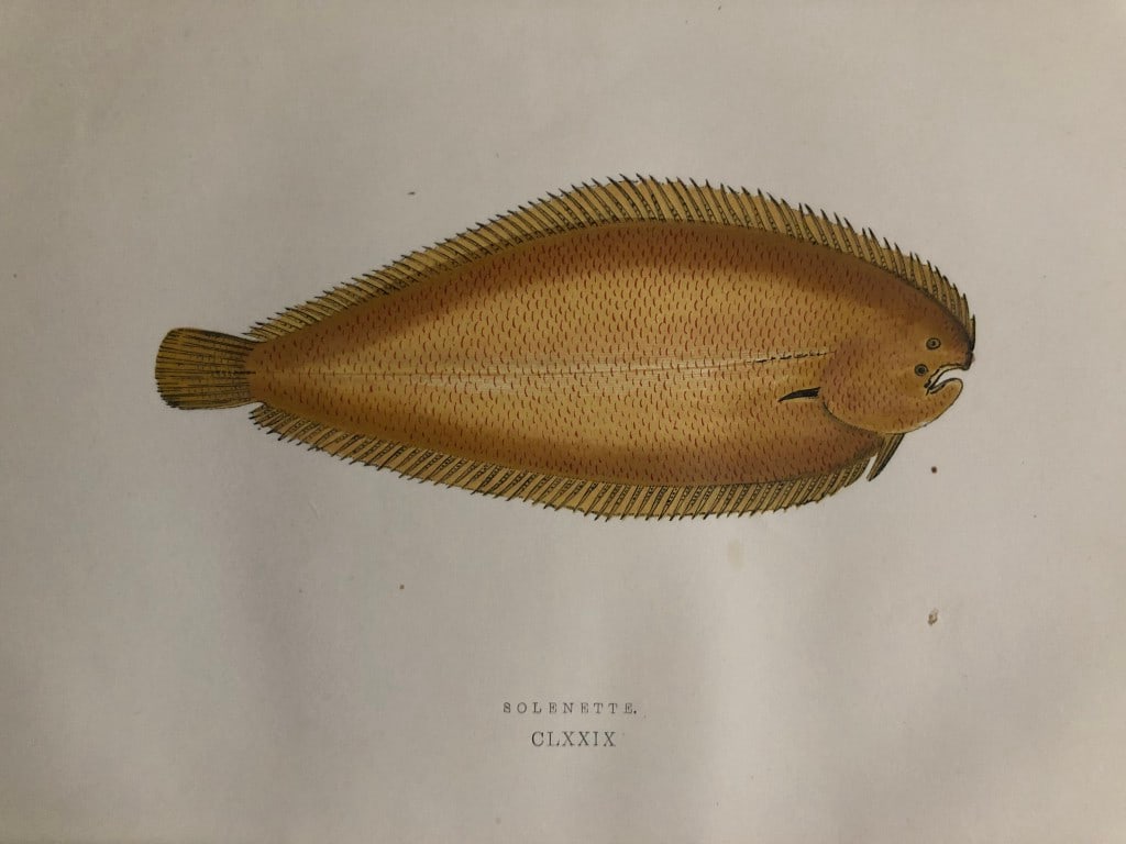 Jonathan Couch - Hand coloured print of the Solenette 1877: This original antique woodblock hand-coloured print is from History of the Fishes of the British Islands by Jonathan Couch. Published in 1877. This work is regarded as one of the fundamental contribut