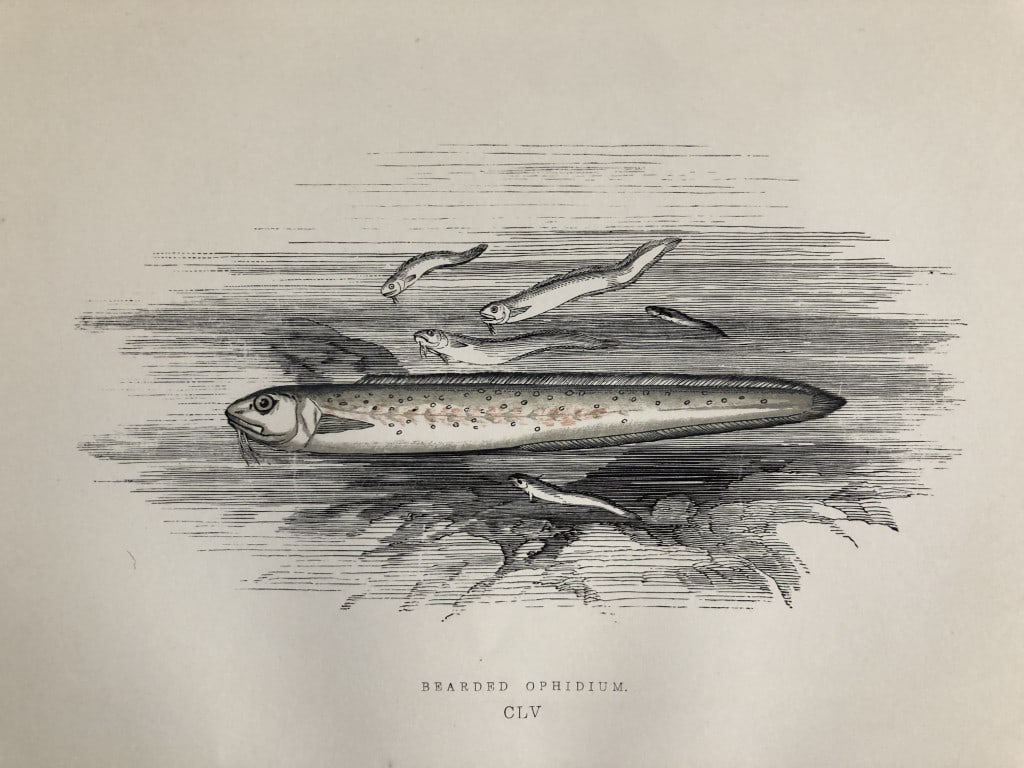 Jonathan Couch - Hand coloured print of the Bearded Ophidium 1877: This original antique woodblock hand-coloured print is from History of the Fishes of the British Islands by Jonathan Couch. Published in 1877. This work is regarded as one of the fundamental contribut