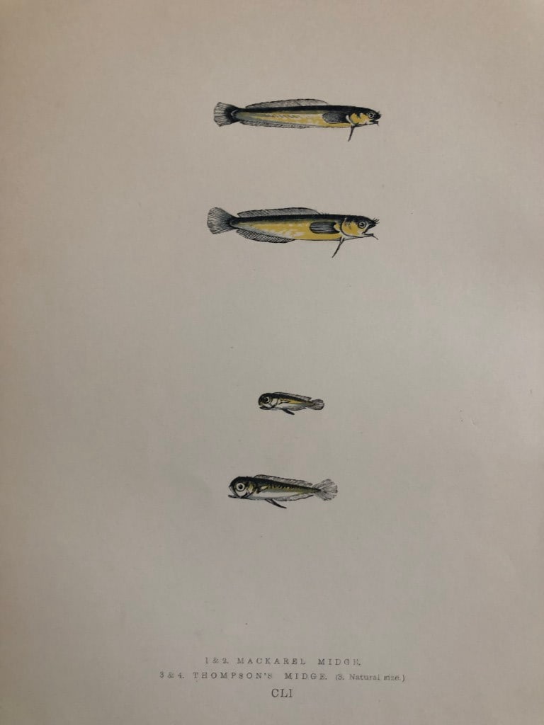 Jonathan Couch - Hand coloured print of the Midges 1877 (1 of 1)