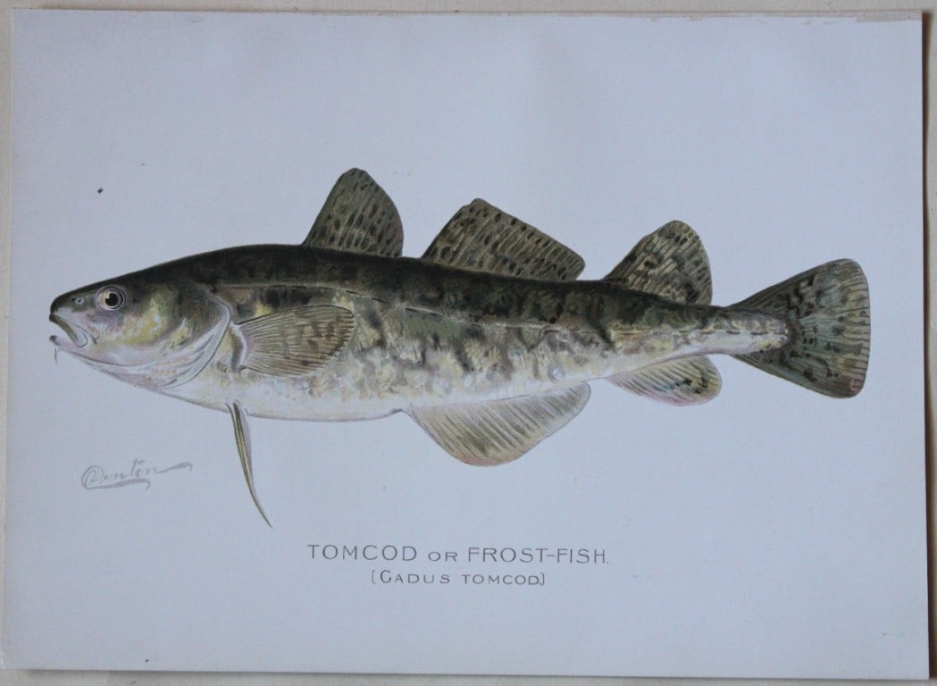 Sherman Denton - Tomcod c1895 (1 of 1)