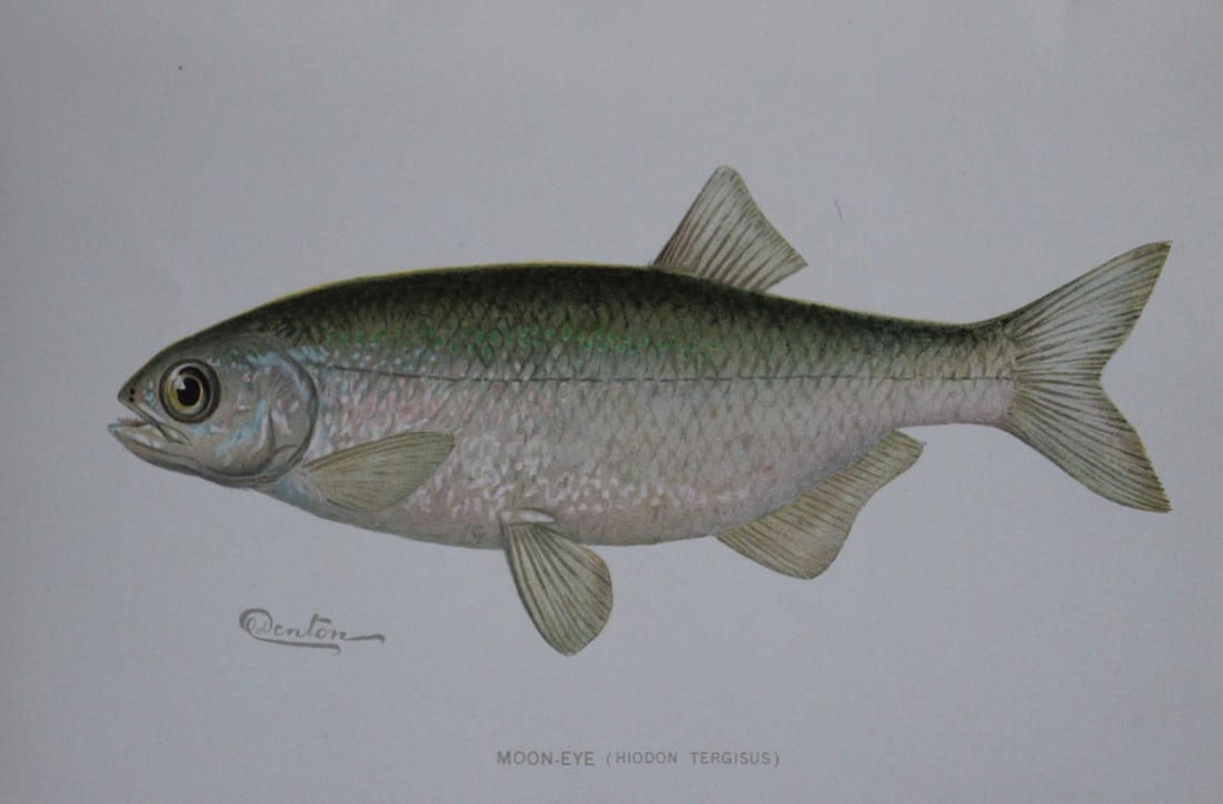 Sherman Denton - Moon-eye c1895 (1 of 1)