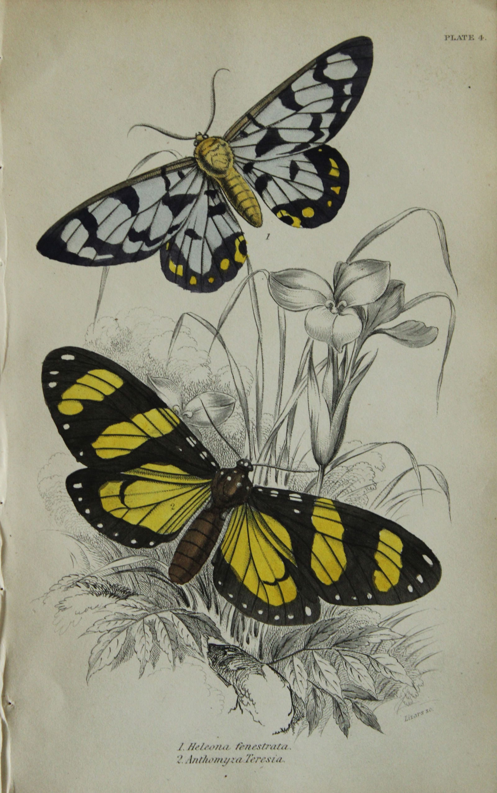 JO Westwood - Hand coloured engraving of Exotic Moths 1835 (1 of 1)