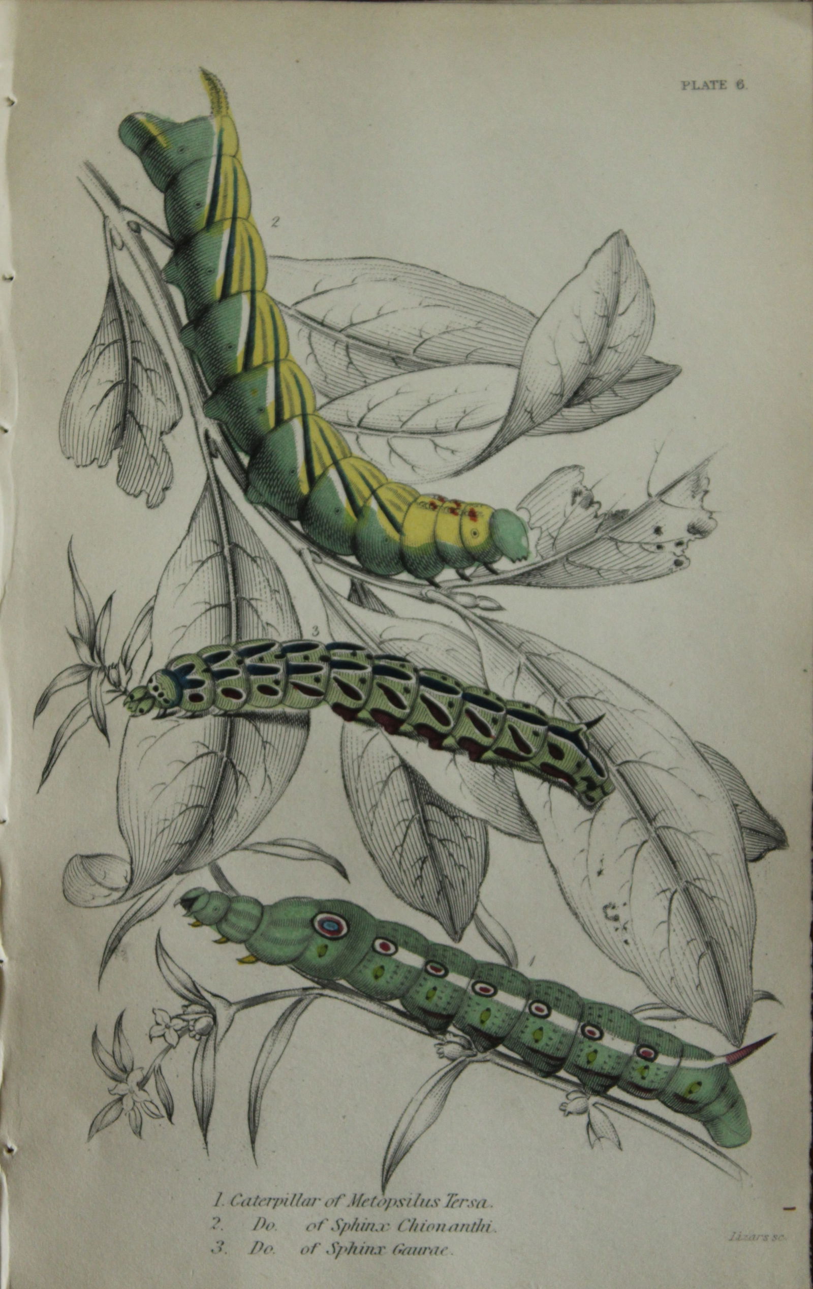 JO Westwood - Hand coloured engraving of Exotic Moths 1835: This engraving of exotic moths is from Sir William Jardine?s The Naturalist's Library ? Entomology, Volume VII, Exotic Moths by James Duncan. Published by WH Lizars, Edinburgh 1841. These exquisite ha