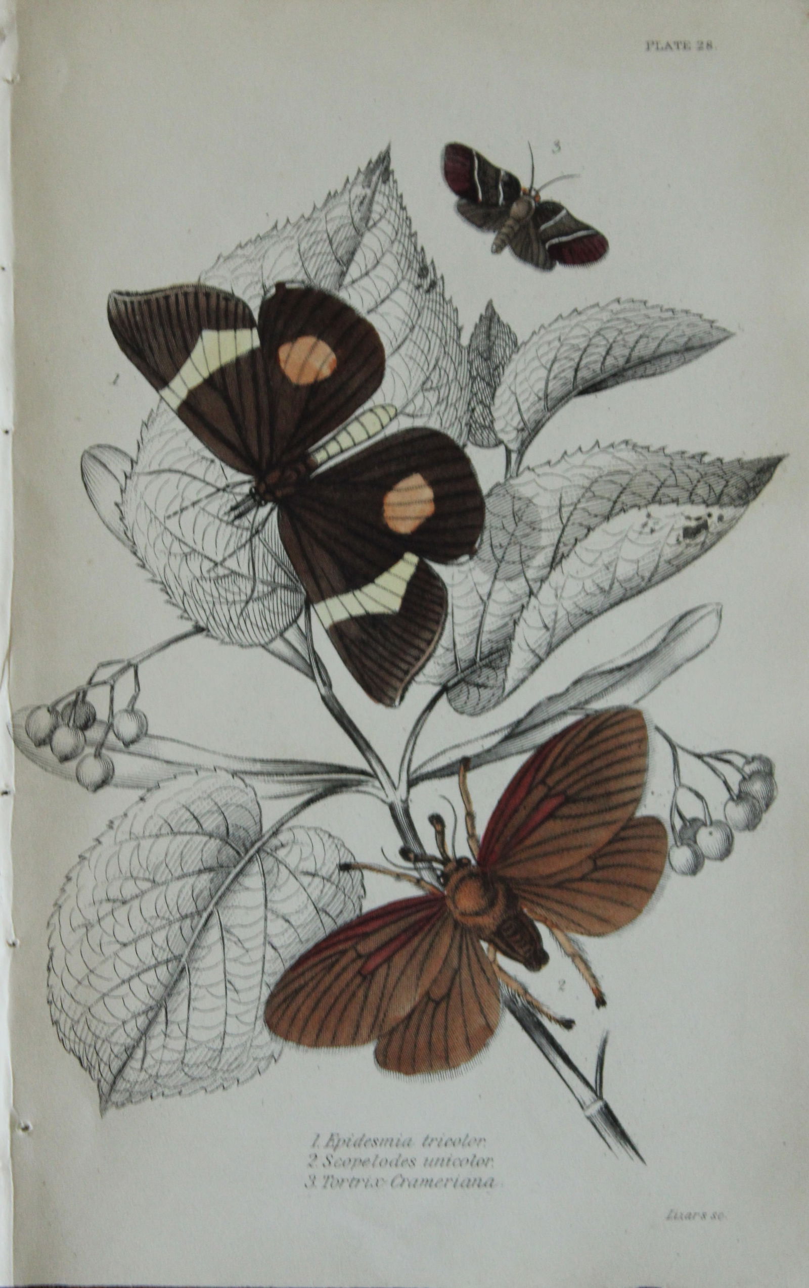 JO Westwood - Hand coloured engraving of Exotic Moths 1835: This engraving of exotic moths is from Sir William Jardine?s The Naturalist's Library ? Entomology, Volume VII, Exotic Moths by James Duncan. Published by WH Lizars, Edinburgh 1841. These exquisite ha