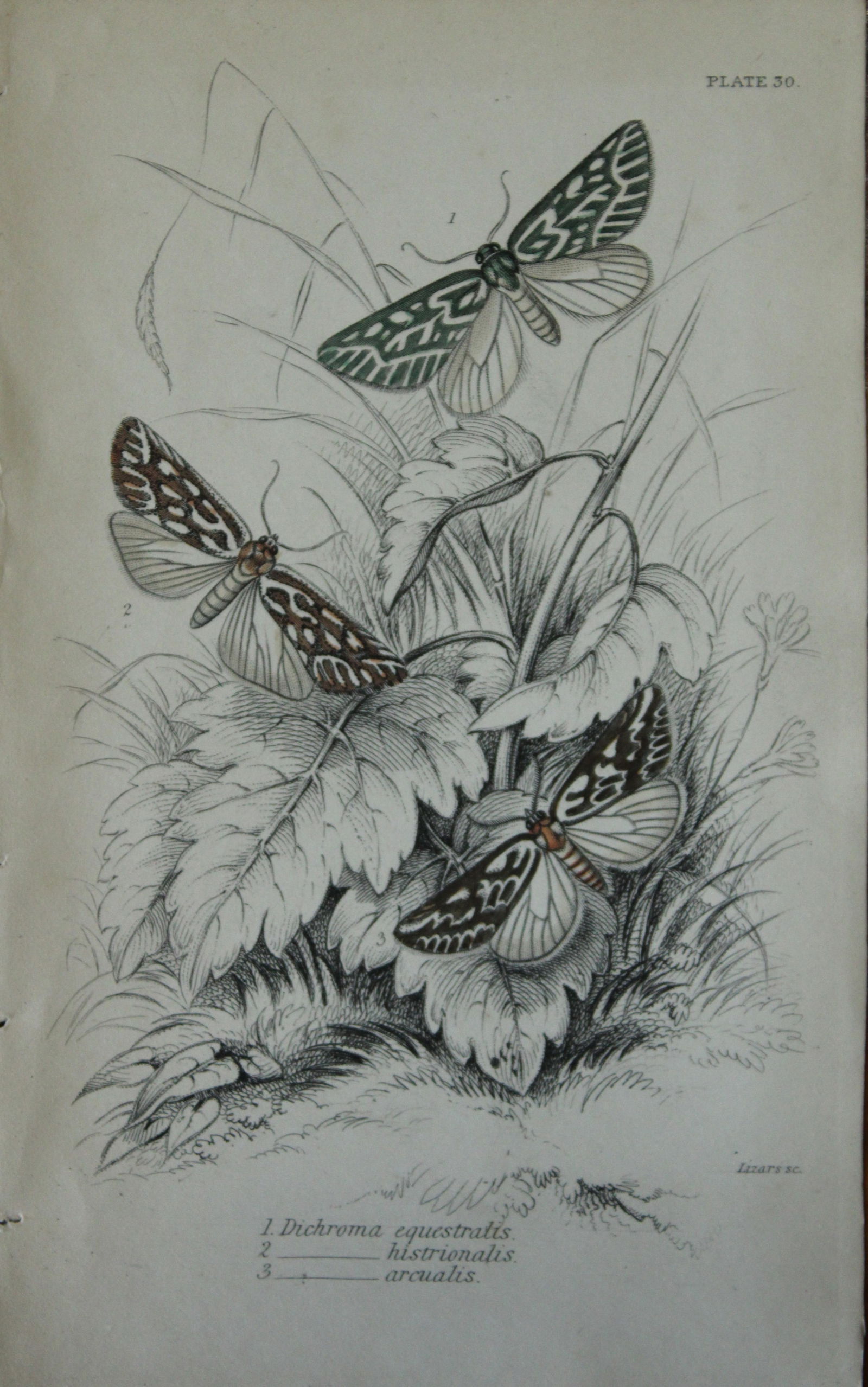 JO Westwood - Hand coloured engraving of Exotic Moths 1835: This engraving of exotic moths is from Sir William Jardine?s The Naturalist's Library ? Entomology, Volume VII, Exotic Moths by James Duncan. Published by WH Lizars, Edinburgh 1841. These exquisite ha
