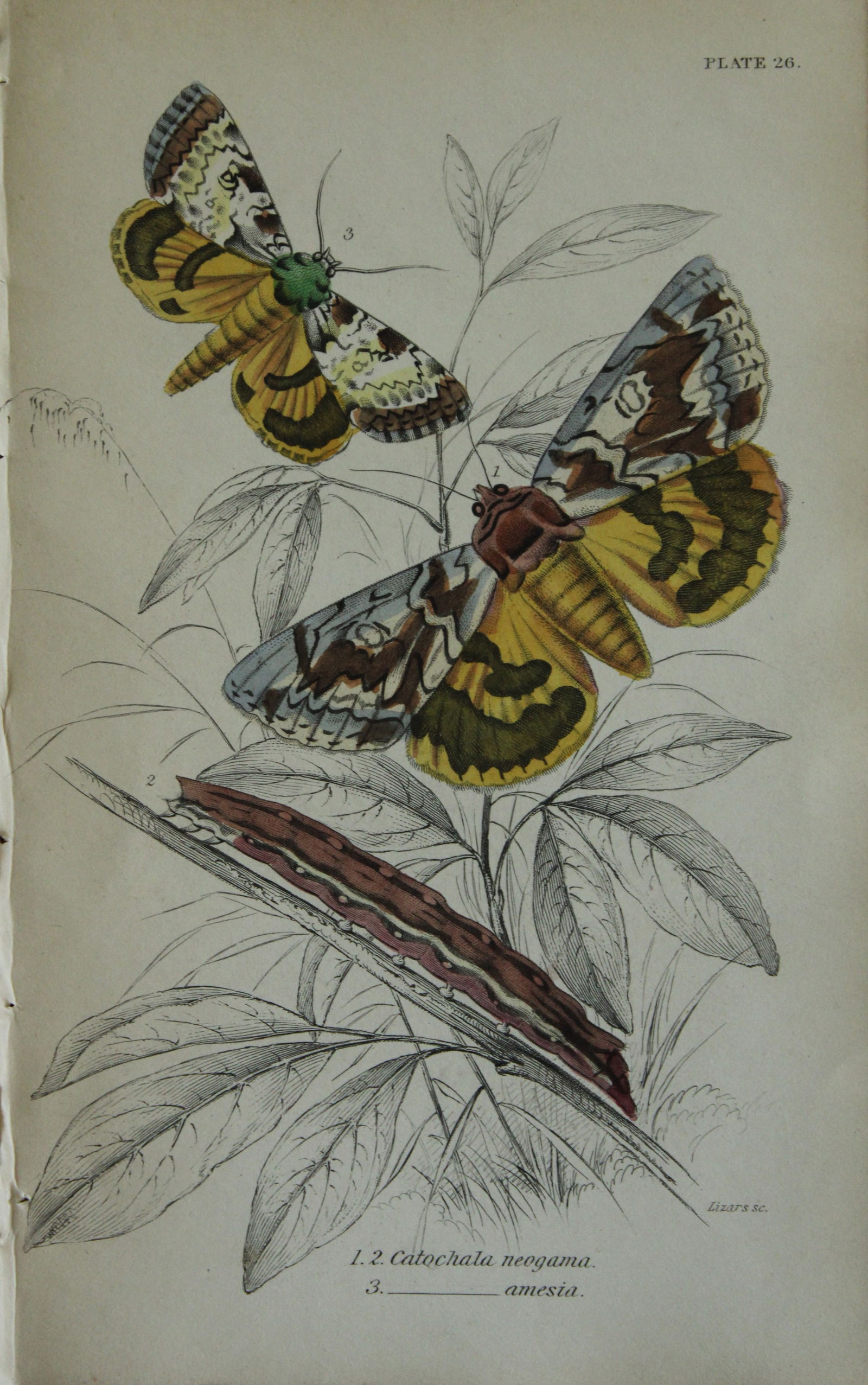 JO Westwood - Hand coloured engraving of Exotic Moths 1835 (1 of 1)