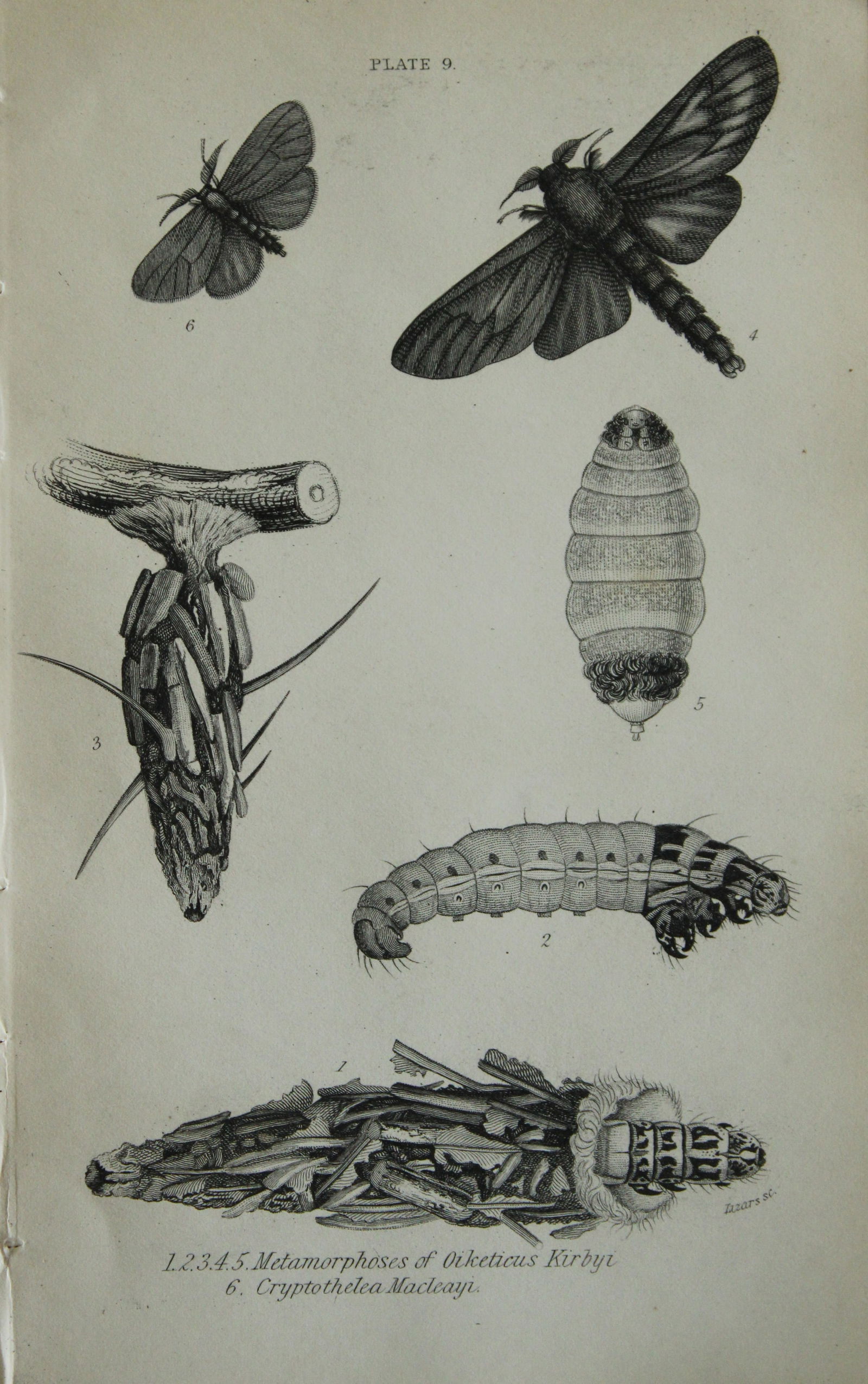 JO Westwood - Hand coloured engraving of Exotic Moths 1835 (1 of 1)