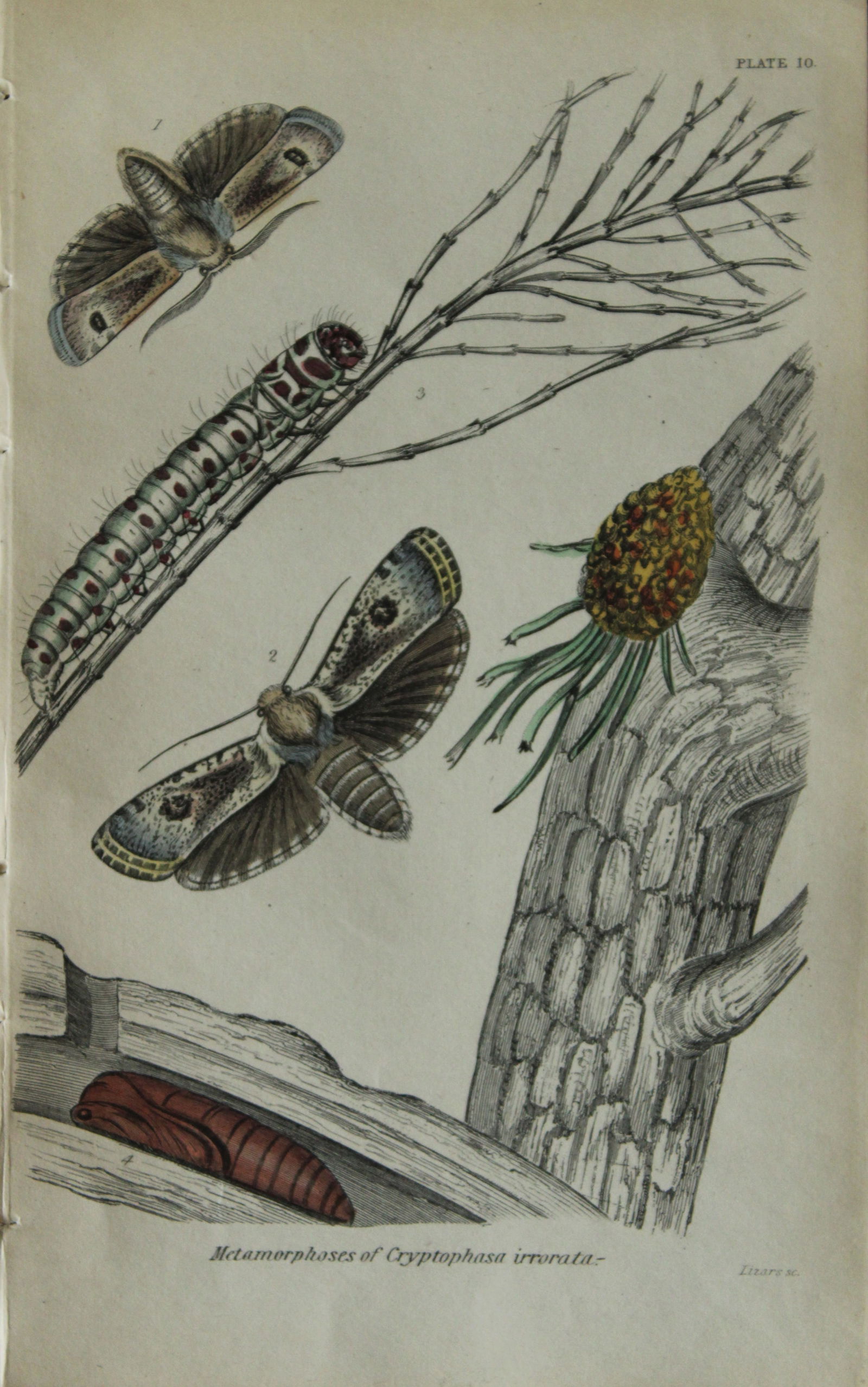 JO Westwood - Hand coloured engraving of Exotic Moths 1835 (1 of 1)