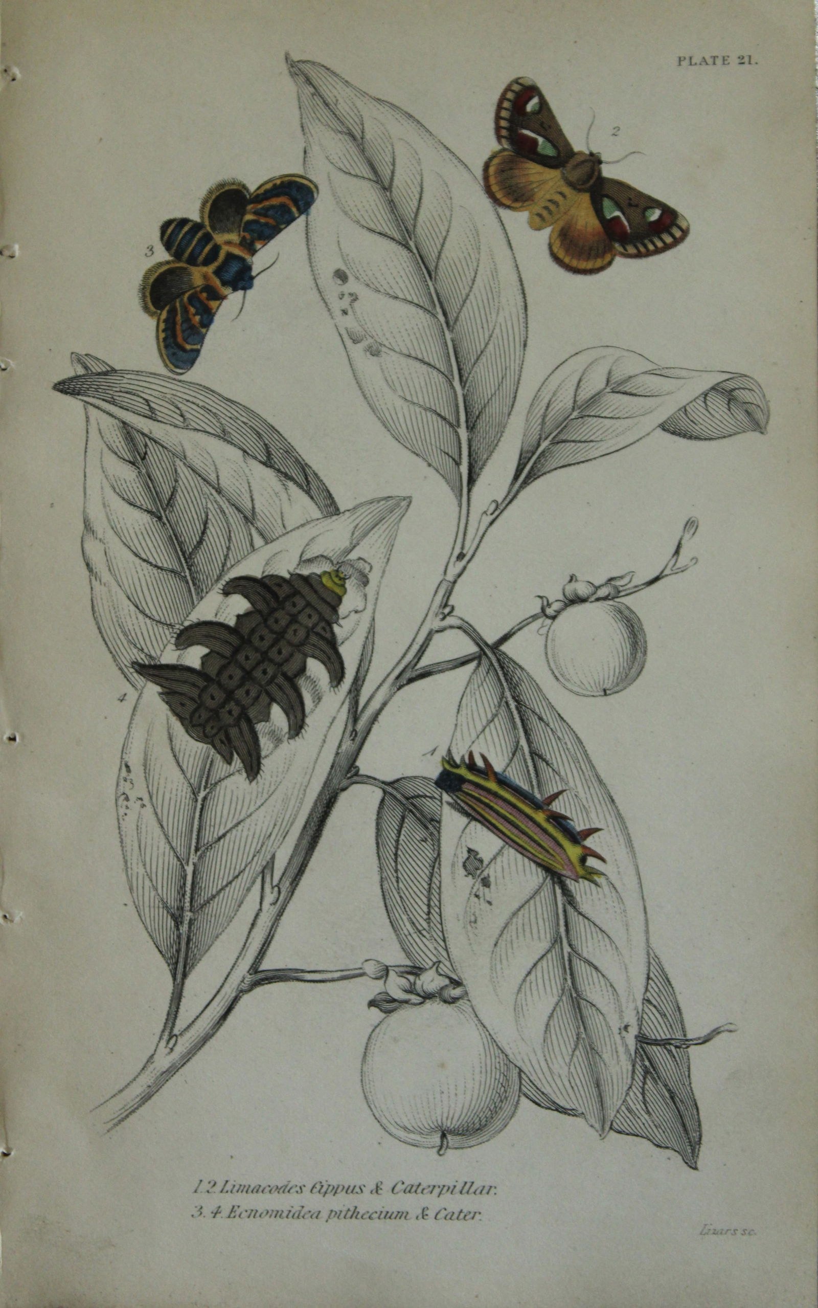 JO Westwood - Hand coloured engraving of Exotic Moths 1835 (1 of 1)