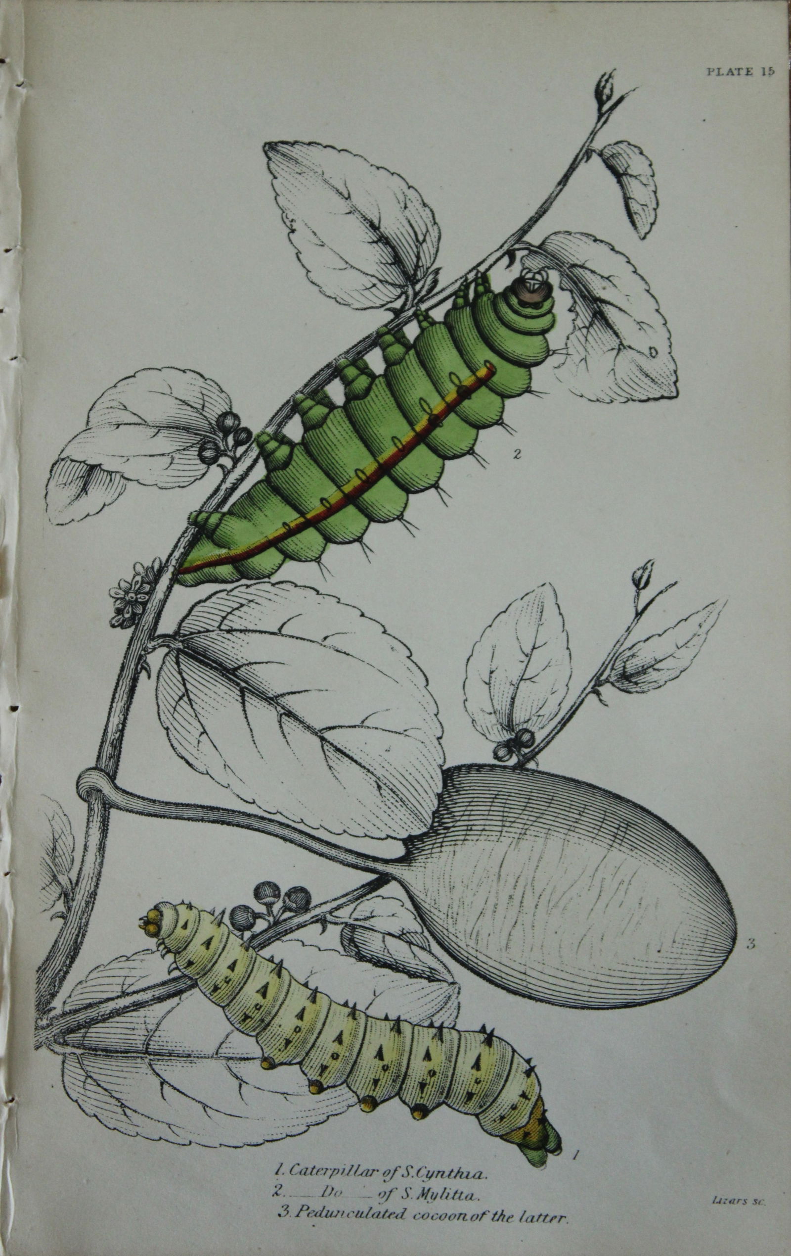JO Westwood - Hand coloured engraving of Exotic Moths 1835: This engraving of exotic moths is from Sir William Jardine?s The Naturalist's Library ? Entomology, Volume VII, Exotic Moths by James Duncan. Published by WH Lizars, Edinburgh 1841. These exquisite ha